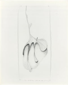 Cotton, 16x38, graphite on paper, 1999